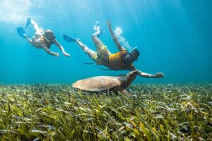 Cancun Snorkeling Tour:Swim with turtles, reef, Musa, shipwreck and cenote, Trip Advisor